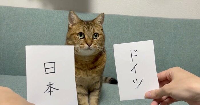 提供:みにら日記-MiniraDiary-さん