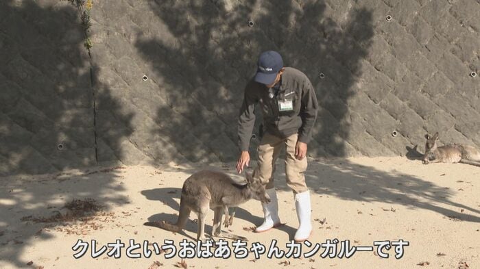 最年長カンガルーのクレオ