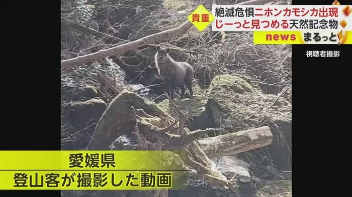 愛媛・四国中央市 13日(視聴者撮影)