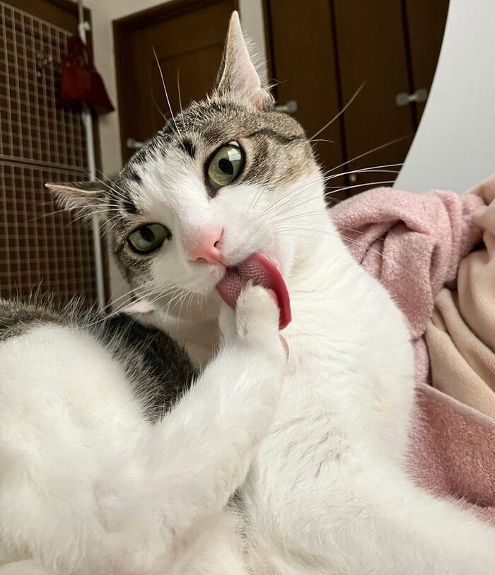琥珀くん
