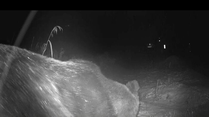 クマは体重400キロほどとみられる（提供：苫前町猟友会 林豊行会長）