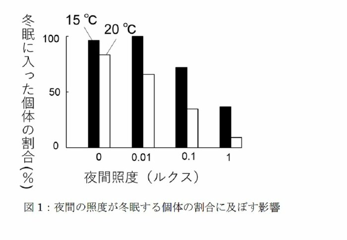 夜間の照度が冬眠する個体の割合に及ぼす影響(画像提供:摂南大学理工学部生命科学科 向井歩特任助教)