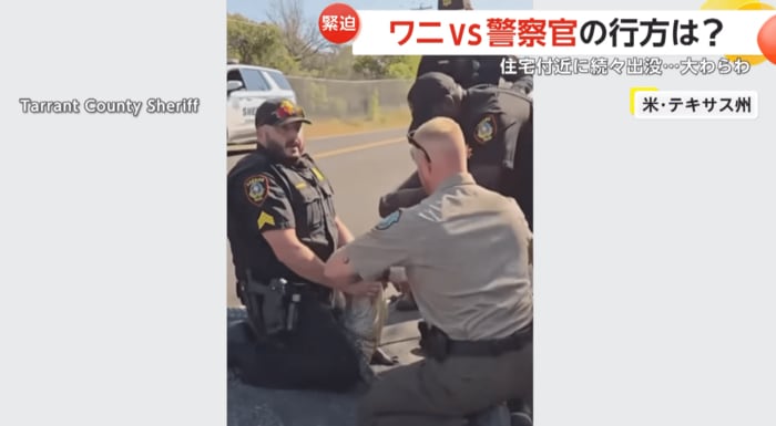 抱えあげワニを道路の外へ運んだ2人