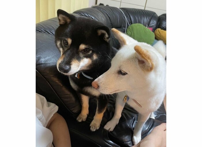 提供:柴犬のくぅとそらさん
