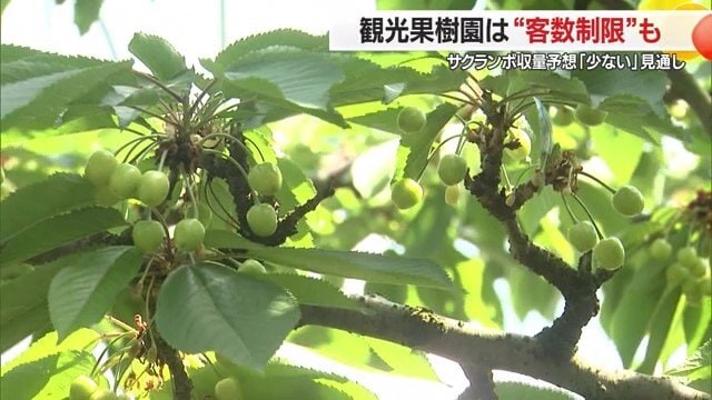 2025年は、地域・園地・同じ園地内であっても着果数に差がある