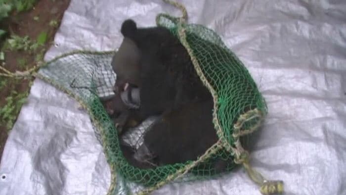 麻酔で眠らされたクマ(提供:小諸市)