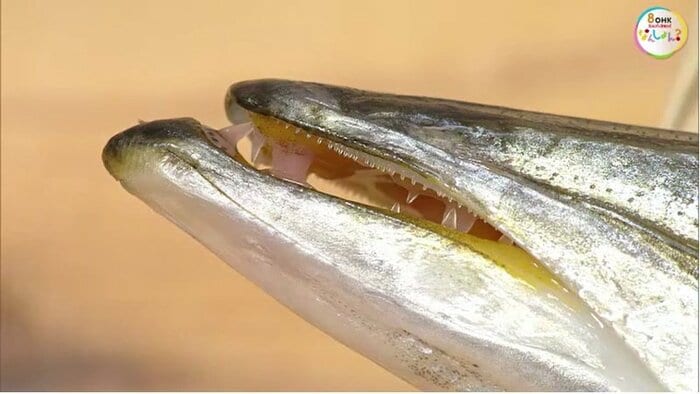 鋭く並んだ牙のような歯