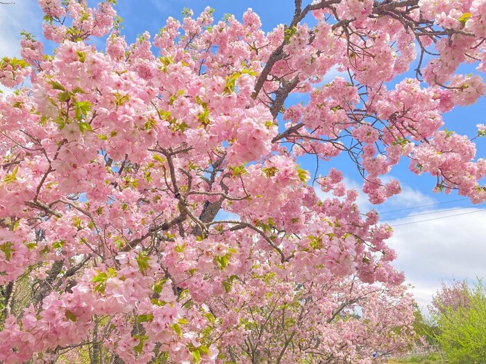 ブーケのように花をつけた桜