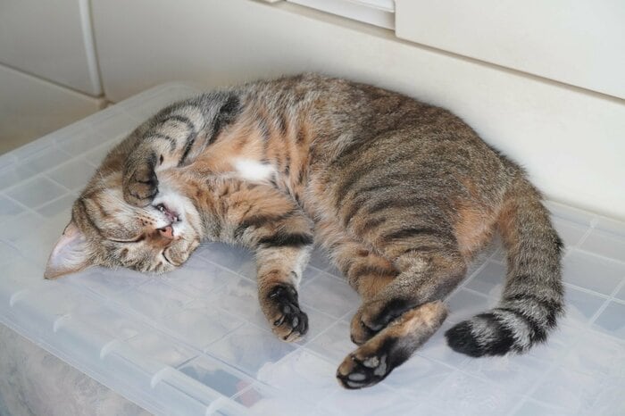 横向きなので警戒度10％（画像はイメージ）