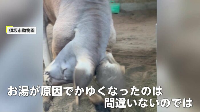 飼育員の小椋さんは、お湯が原因ではないかと推測(提供:須坂市動物園)