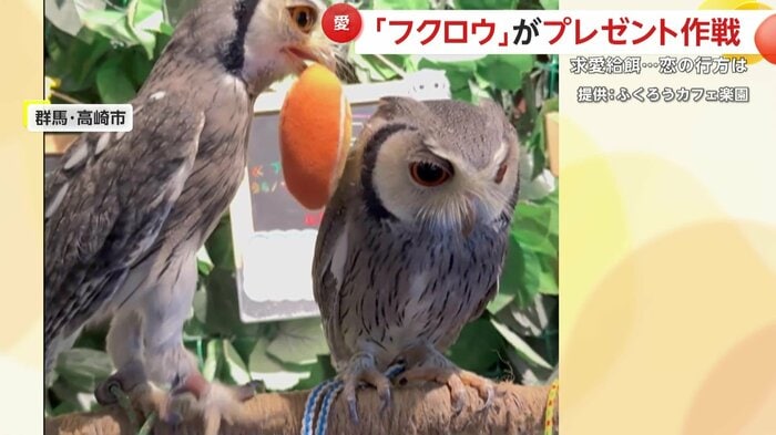 アピールに引いているような反応のメス