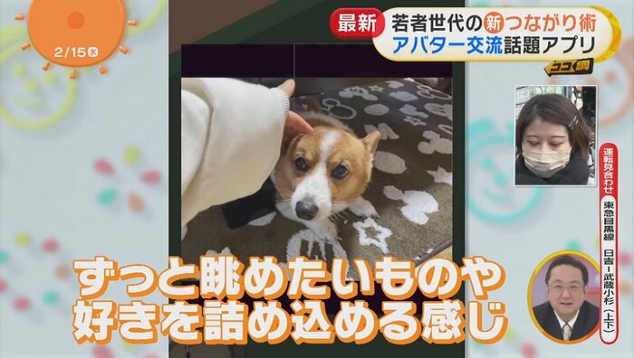 ペットの写真が!