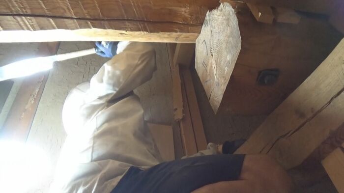 巣がある屋根裏に足場を作る大工 異変を察し襲い掛かるスズメバチをノコギリで撃退