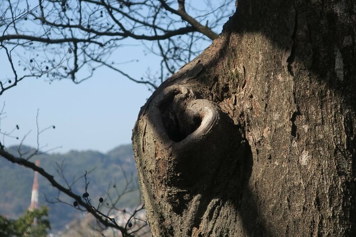 枝の付け根がハート