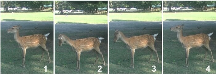 奈良公園周辺の二ホンジカの「おじぎ」(提供:奈良⼥⼦⼤学・遊佐陽⼀教授)