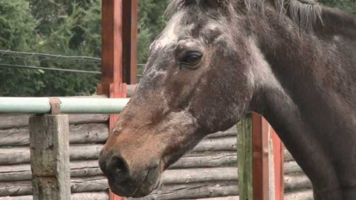 人間なら156歳!!“殺処分”の危機乗り越え…国内最高齢のサラブレッドの壮絶“馬生”