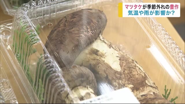 秋の味覚マツタケが季節外れの豊作 最近の気温や雨が影響か?<岩手県>
