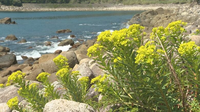 熊野灘からの潮風に揺れる…県の準絶滅危惧種「イワタイゲキ」の花が見頃 菜の花のように鮮やかな黄色｜FNNプライムオンライン