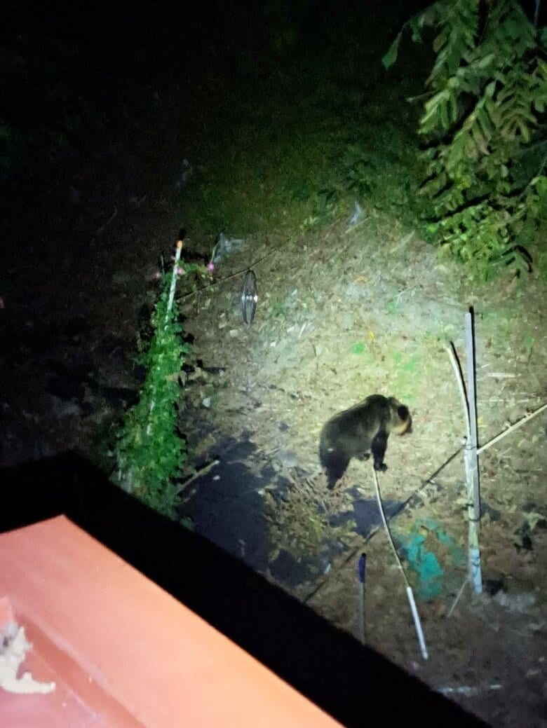 【ヒグマ速報】上砂川町でクマの目撃相次ぐ_中学校のグラウンドで約2時間居座る子グマも…住宅裏の森では親子グマ2頭がクルミをむさぼったか〈北海道〉｜FNNプライムオンライン
