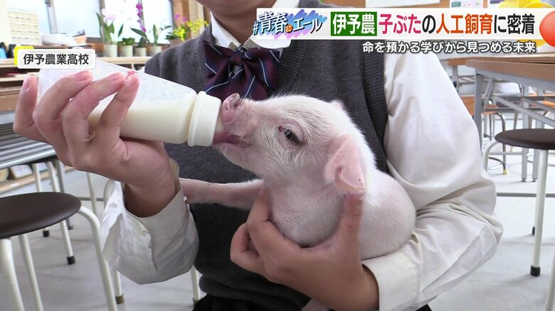 授業終わりにダッシュで授乳へ　伊予農業高校の生徒たちが挑む子ブタの人工飼育　命との向き合い重みを学ぶ｜FNNプライムオンライン