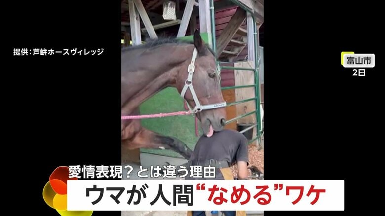 人間の背中を馬が一生懸命ペロペロ…愛情表現？おいしいから？ではなく…汗で塩分摂取の本能か　富山・芦峅ホースヴィレッジ｜FNNプライムオンライン