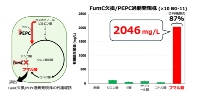 ラン藻の高密度培養による高純度・高効率なフマル酸生産技術を開発
