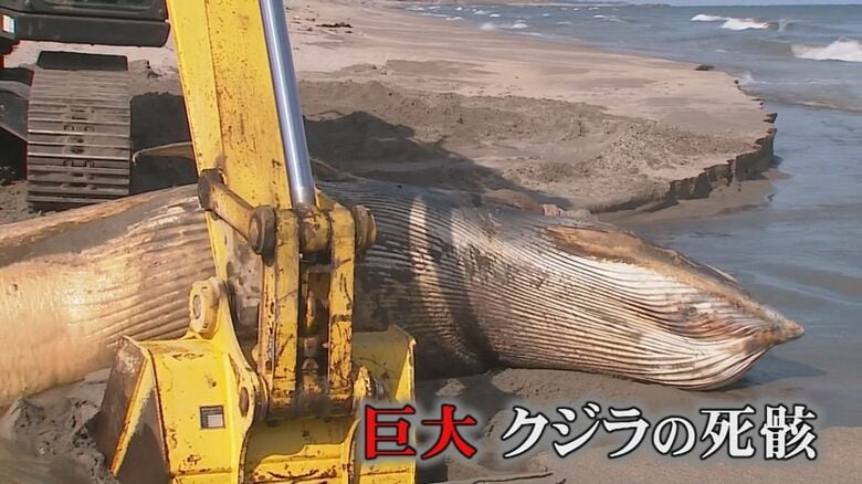 偶然の漂着が生んだ貴重な出会い…クジラを解体し骨格標本化　海の神秘を届ける地域の教育資源に【鳥取発】｜FNNプライムオンライン