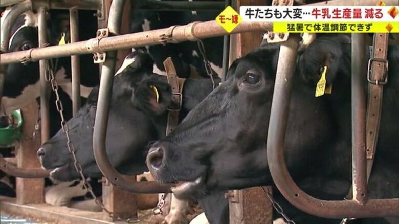 【猛暑】牛たちにも打撃…体温調節できず牛乳生産量が減少　酪農家「がんばってくれと願うだけ」｜FNNプライムオンライン