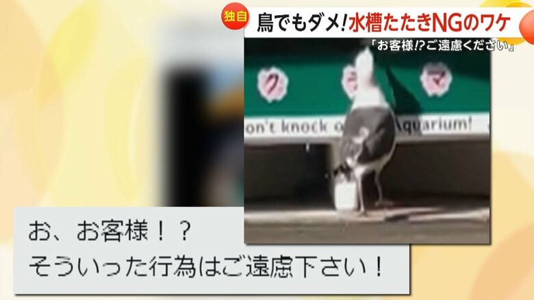 【独自】「お、お客様！？ご遠慮ください」水族館の投稿が大バズり！呼びかけた相手はカモメ…鳥でも水槽たたきはNGな理由　北海道・室蘭市｜FNNプライムオンライン