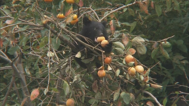 クマはいつ冬眠する?12月でも出没続く理由 「冬でもクマの気配を感じたら避難を」|FNNプライムオンライン