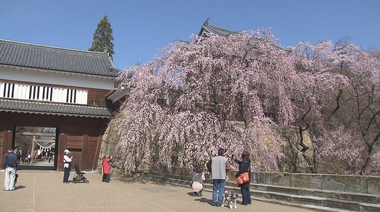 上田城跡一帯がピンク色に…「千本桜まつり」が開幕　櫓門前のシダレザクラは満開！　お堀端のソメイヨシノは4日に「開花宣言」　4月13日まで開催　夜はライトアップも｜FNNプライムオンライン