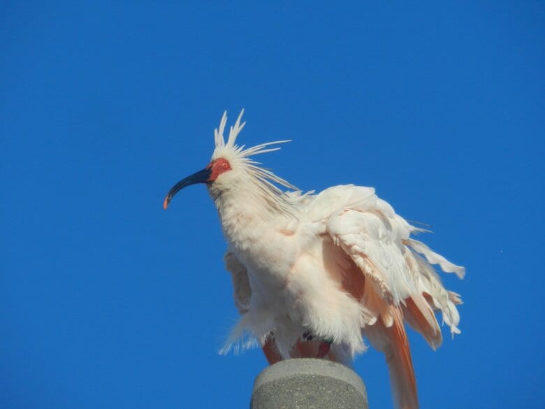 「トキ」を本州で初めて放鳥へ　能登半島など環境省が場所検討…定着向けて環境整備を支援｜FNNプライムオンライン