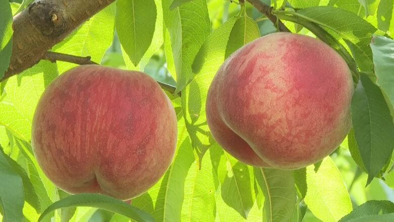 甘い！「モモ狩り」食べ放題付き　制限時間は20分　予約制で8月上旬までの予定　長野・豊丘村｜FNNプライムオンライン