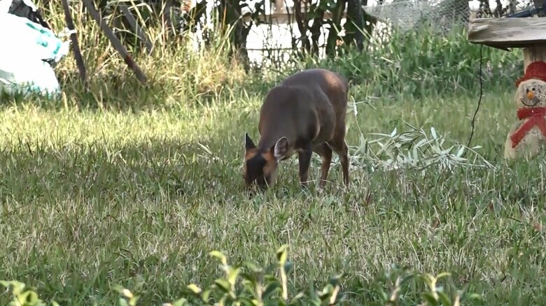 家の庭に侵入 人々の生活エリアで何匹ものキョンを発見
