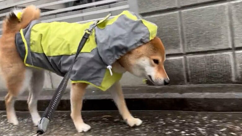 雨の日の散歩は少しテンションが低め
