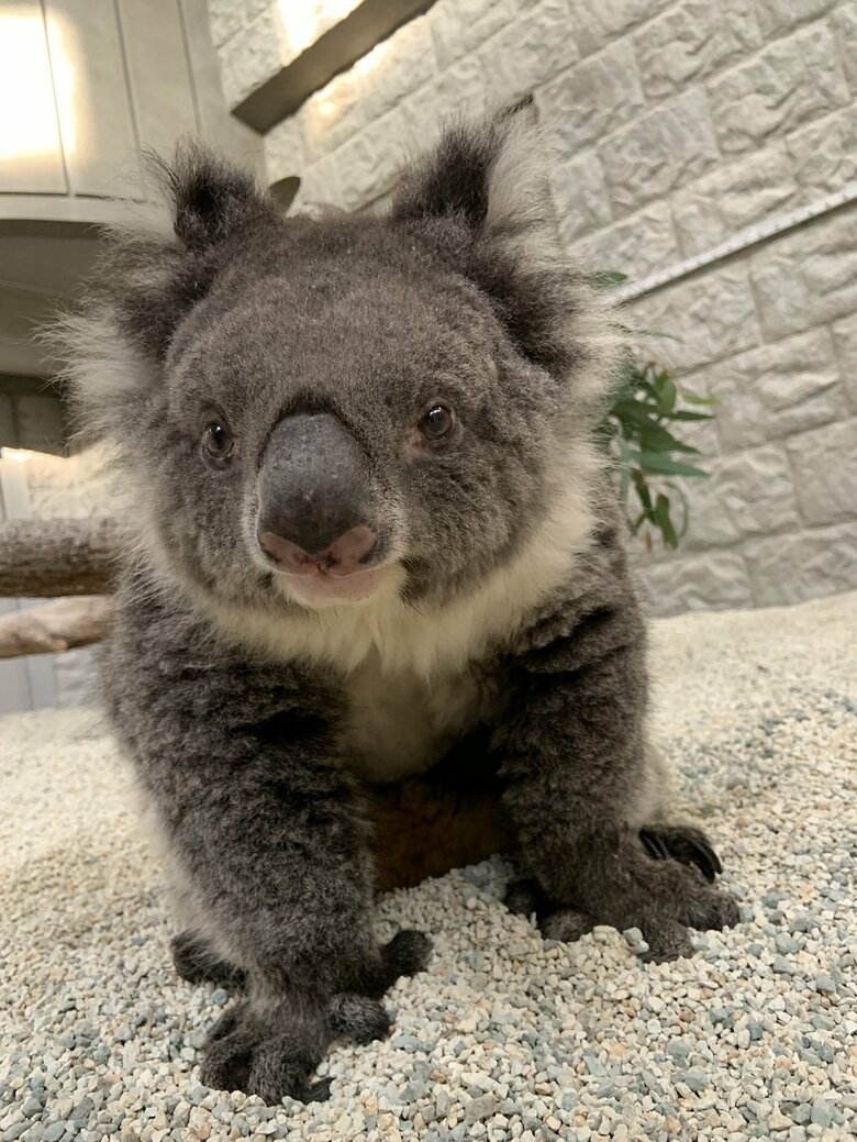 みどりちゃん（提供：イングランドの丘）