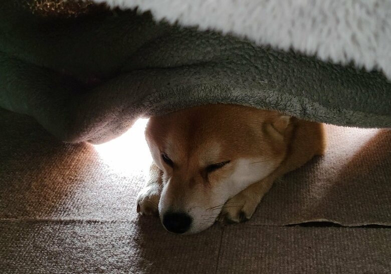 こたつの中からの様子