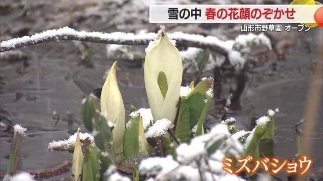 野草園のシンボルでもあるミズバショウ。園内ではミズバショウとザゼンソウの群生を見ることができる