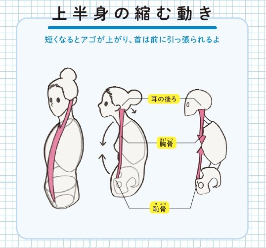 『筋肉のつながり図鑑』より