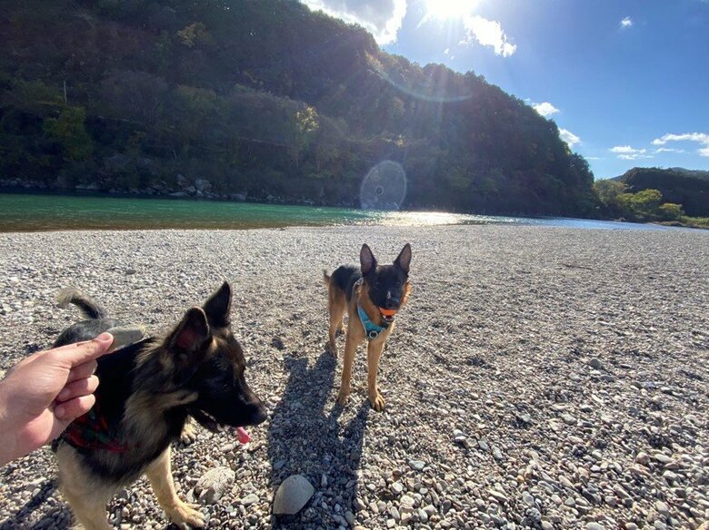 提供：Tobi and Bobiシェパード兄弟犬さん