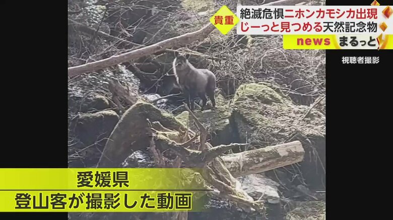愛媛・四国中央市 13日（視聴者撮影）