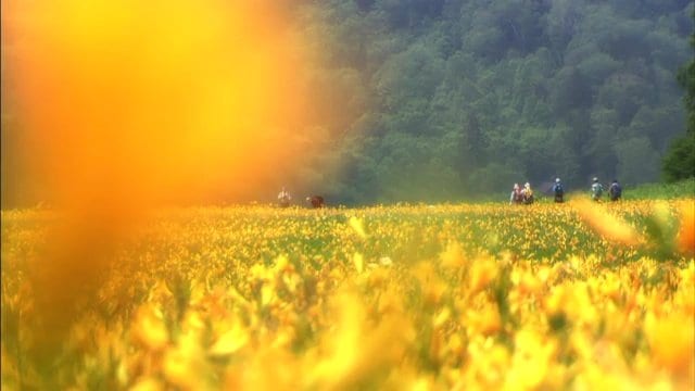 花の湿原として知られる大江湿原　夏はニッコウキスゲが美しく