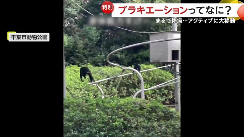 縦横無尽に飛び回り驚きの身体能力を見せるフクロテナガザル