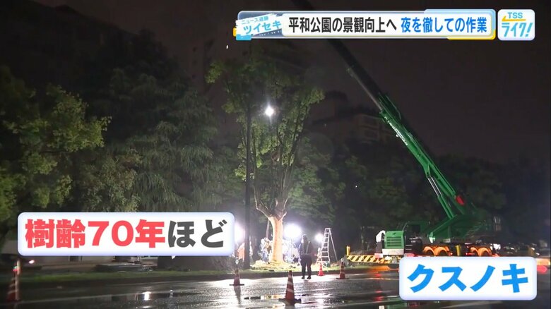 真っ暗な中、平和公園に移植される樹齢70年ほどのクスノキ