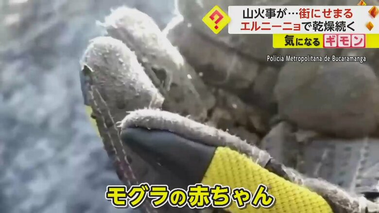 助け出されたモグラの赤ちゃん