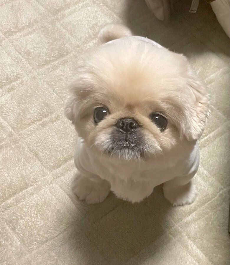 提供：てんてんの毎日さん