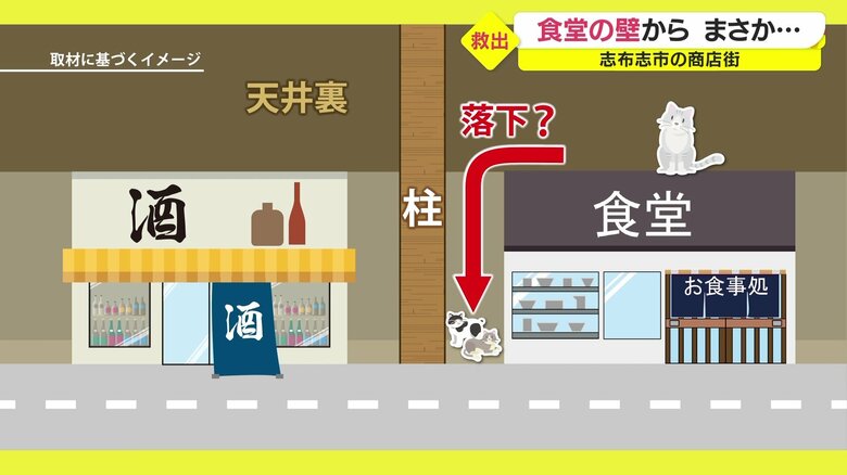 親猫が天井裏で出産？