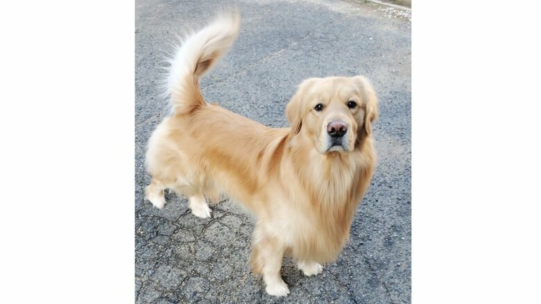 キリッとした表情のアルトくん