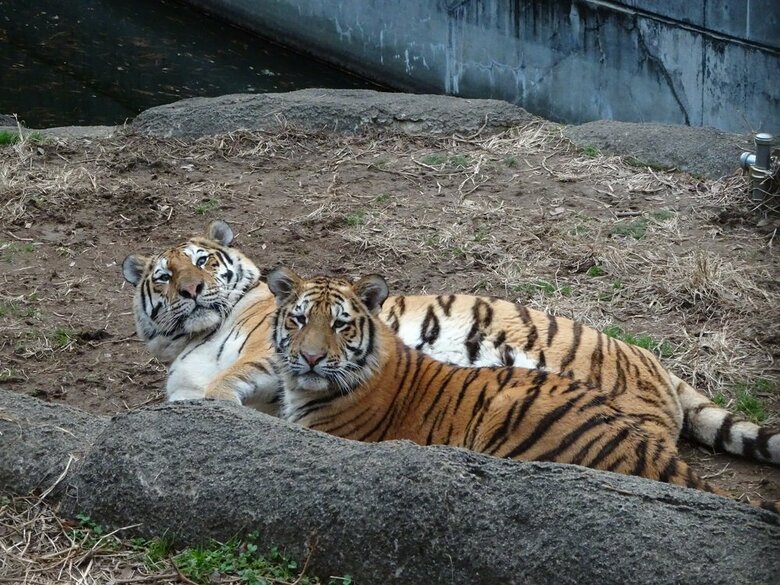 （提供：浜松市動物園）