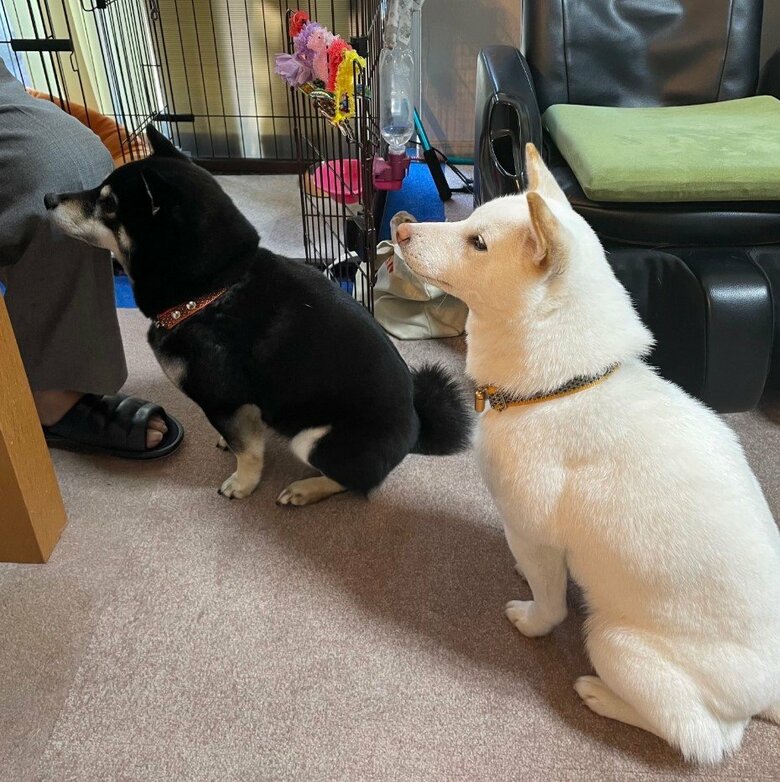 提供：柴犬のくぅとそらさん